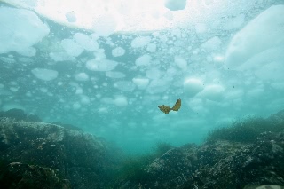 「春の羽ばたき」のサムネイル画像