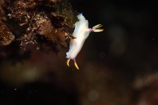 「ゾウゲイロウミウシ」のサムネイル画像