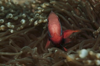 「ハマクマノミ」のサムネイル画像
