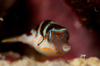 「ハナキンチャクフグ」のサムネイル画像