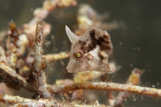 「カワハギ」のサムネイル画像