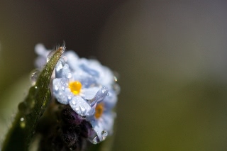 「ワスレナグサ(forget me not,わすれな草)」のサムネイル画像