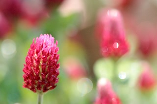 「ベニバナツメクサ(ストローベリーキャンドル)」のサムネイル画像