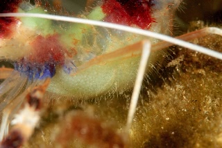 「オトヒメエビ(Banded boxer shrimp)」のサムネイル画像