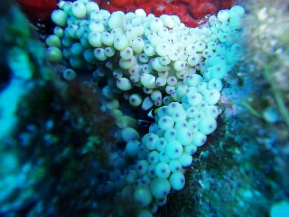 「クマノミ(Anemonefish)」のサムネイル画像