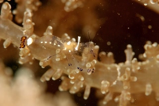 「イソギンチャクエビ」のサムネイル画像