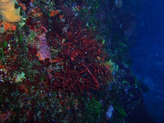 「ゆりかご」のサムネイル画像