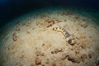 「無題」のサムネイル画像