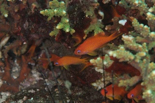 「キンギョハナダイ(日本)(Japanese Lyre-tail Basslet)」のサムネイル画像