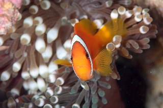 「ハマクマノミ」のサムネイル画像