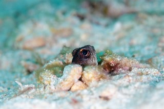 「ゴールドスペックジョーフィッシュ(gold-specs jawfish)」のサムネイル画像