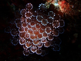 「ニホンアワサンゴ」のサムネイル画像