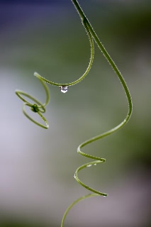 「大ダルマヒョウタン」のサムネイル画像