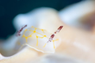 「キスジカンテンウミウシ」のサムネイル画像