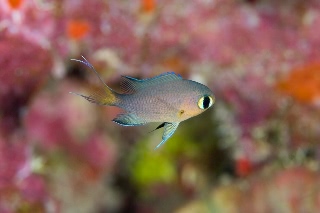 「ヒレグロスズメダイ」のサムネイル画像