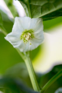 「ホオズキ」のサムネイル画像