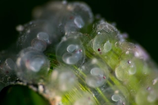 「ヒメイカ」のサムネイル画像