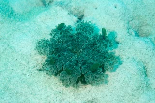 「サカサクラゲ」のサムネイル画像