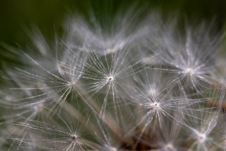 「タンポポ」のサムネイル画像