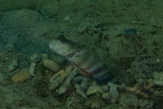 「無題」のサムネイル画像