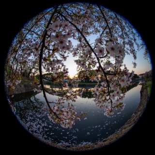 「ソメイヨシノ(染井吉野)」のサムネイル画像