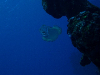 「コブシメ(Giant cuttlefish)」のサムネイル画像
