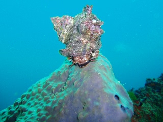 「サザエ」のサムネイル画像