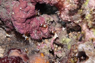 「イソギンチャクモエビ」のサムネイル画像