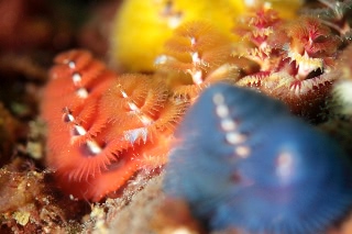 「イバラカンザシ(Christmas tree worm)」のサムネイル画像