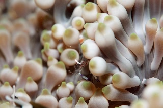 「イソギンチャクエビ」のサムネイル画像