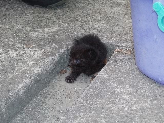 「ネコ」のサムネイル画像