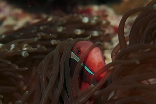 「ハマクマノミ」のサムネイル画像