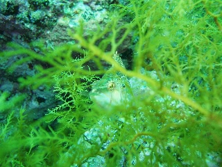 「ベラの仲間」のサムネイル画像