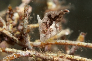 「カワハギ」のサムネイル画像