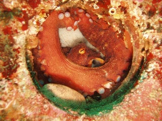 「マダコ」のサムネイル画像