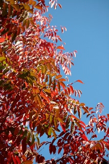 「ハゼノキ(黄櫨の木,櫨の木)」のサムネイル画像