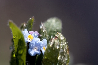 「ワスレナグサ(forget me not,わすれな草)」のサムネイル画像