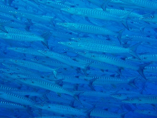 「オオカマス(Barracuda)」のサムネイル画像