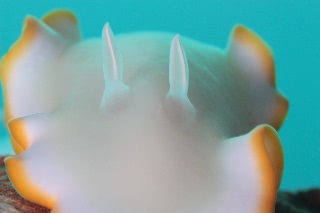 「グロッソドーリス・エレクトラ」のサムネイル画像