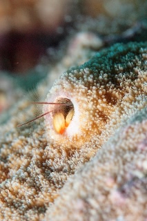 「カンザシヤドカリ(Coral Hermit Crab)」のサムネイル画像