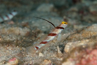 「ヒレナガネジリンボウ」のサムネイル画像