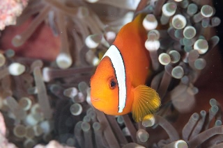 「ハマクマノミ」のサムネイル画像