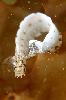 「フサギンポ」のサムネイル画像