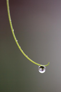 「大ダルマヒョウタン」のサムネイル画像