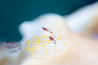 「キスジカンテンウミウシ」のサムネイル画像