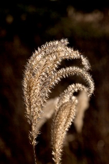 「ススキ」のサムネイル画像