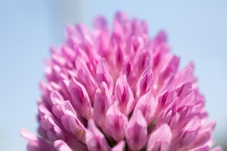 「植物の仲間」のサムネイル画像