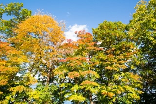 「無題」のサムネイル画像