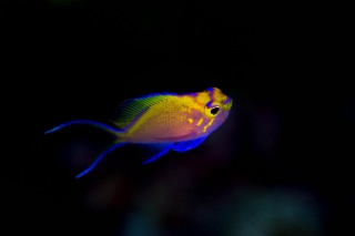 「ハナゴンベ」のサムネイル画像