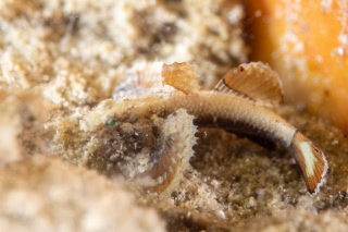 「ホムラダマシ」のサムネイル画像